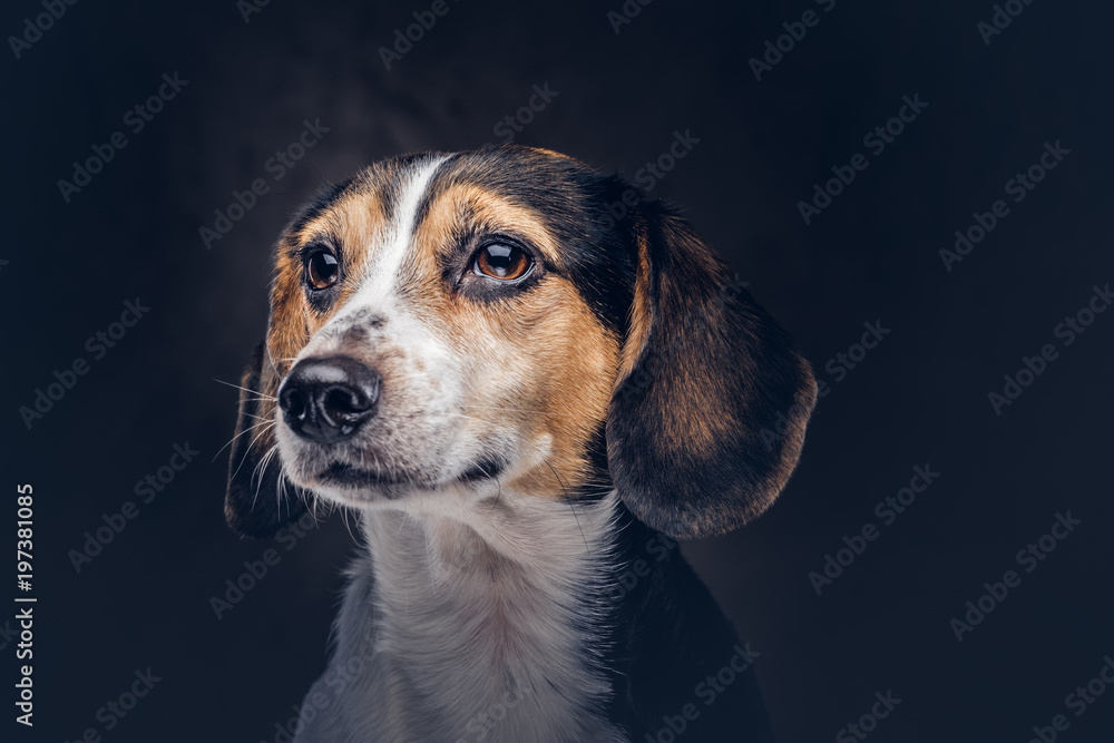 Portrait of a cute breed dog on a dark background in studio.