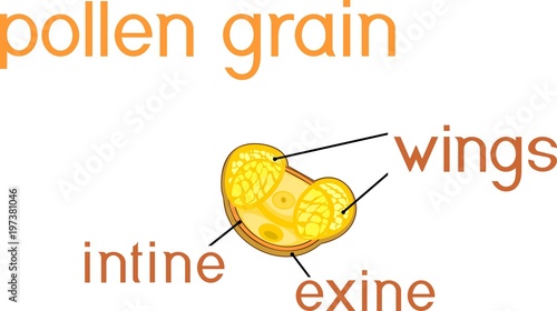 Structure of pine pollen grain with two sac wing
