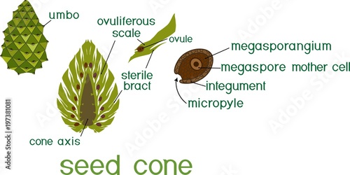 Fotografija Structure of green female seed cone and megasporangium of pine with titles