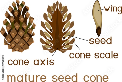 Structure of mature seed cone of pine in section with titles