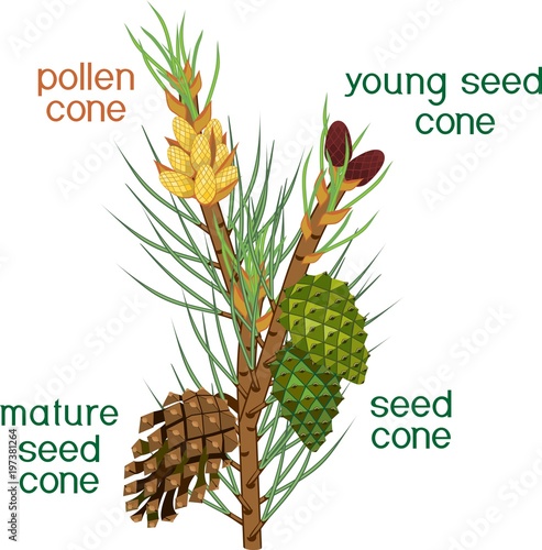 Branch of pine with green needles, male and female cones of different ages with titles on white background. Sporophyte of Pinus
