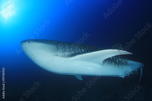 Whale Shark © Richard Carey
