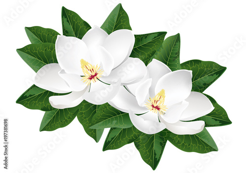 White magnolia flowers. Realistic vector illustration isolated on white background.