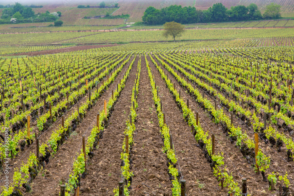 Parallel Rows of New Vines in Spring, Bougogne France