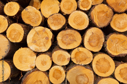 Wald Wirtschaft Holz ges  gt Stapel gestapelt Baumst  mme Kiefern Feuerholz