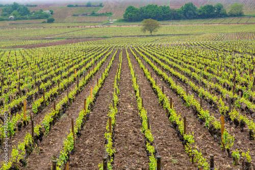 Parallel Rows of New Vines in Spring  Bougogne France