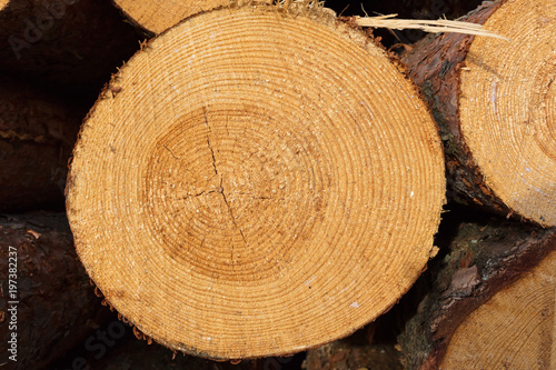 Holzstamm gesägt Jahresringe geschnitten Kiefer Bauholz Sägewerk Holzsäge gesägtes Holz Stamm Holzstamm Holzanbieter Rodung roden abholzen abholzung kaminholz fällen fällung gefällt Baumfällung 