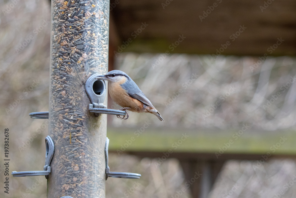 Naklejka premium Schöner Vogel