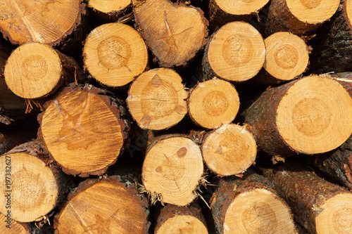 Baumschnitt Kiefern Holz geschnitten gestapelt Baumst  mme Lager Brennholz Forst  Holzhandel  Holzh  ndler  Bauholz  Abholzung  