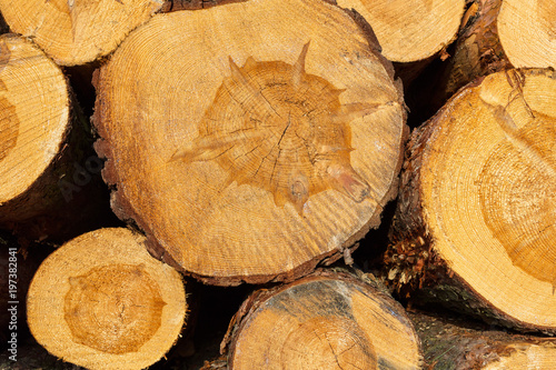 wood piles trees / sawn wood / stacked tree trunks / lumber / firewood Holz Stamm Holzstamm Holzanbieter Rodung roden abholzen abholzung kaminholz fällen fällung gefällt Baumfällung 