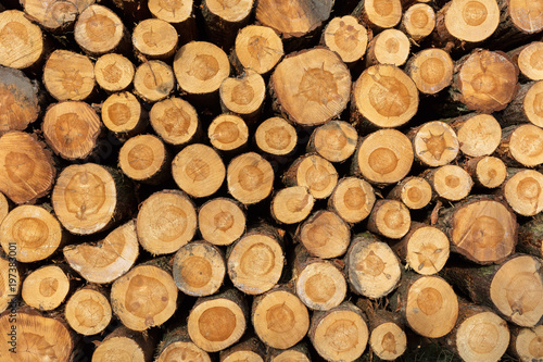 Forstwirtschaft Holz gestapelt Holzstämme Holzlager gesägtes Holz Holz Stamm Holzstamm Holzanbieter Rodung roden abholzen abholzung kaminholz fällen fällung gefällt Baumfällung baum
