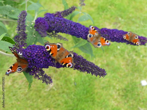 Schmetterlinge an Schmetterlingsflieder 8