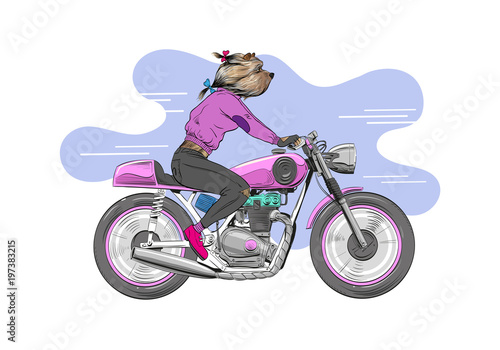 Dog is riding a classic motorcycle. Hand drawn vector illustration design concept.