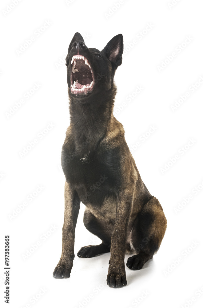 Fototapeta premium belgian shepherd malinois