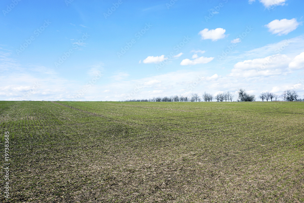 green wheat field with trees and the blue sky with clouds green wheat field with trees and the blue sky with clouds