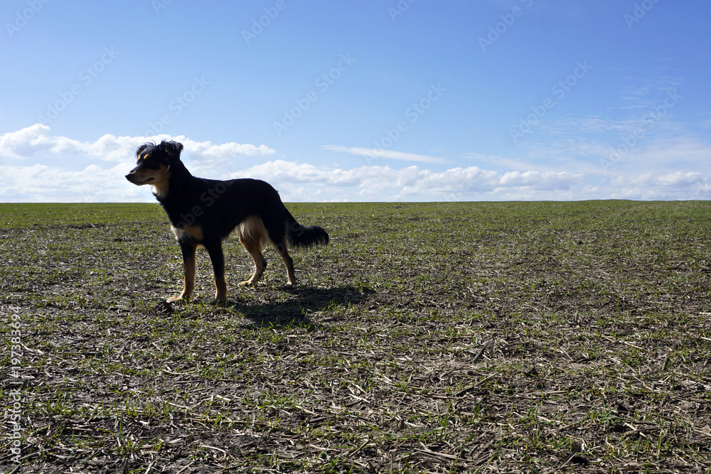 Young dog/puppy on a green wheat spring/summer field Young dog/puppy on a green wheat spring/summer field