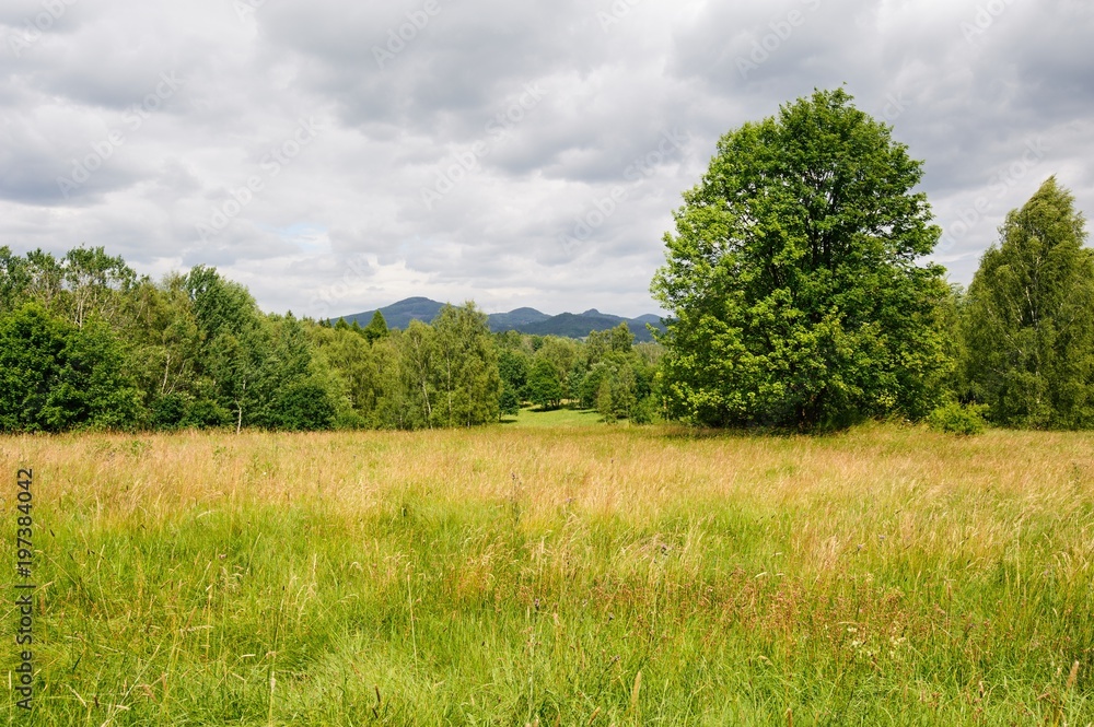 Fototapeta premium Beautiful green landscape with meadow, trees and sky