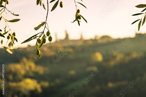olivo e i suoi frutti photo