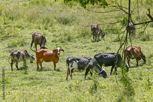 Fototapeta Naklejka Na Ścianę i Meble -  Cattle grazing on green grass hill