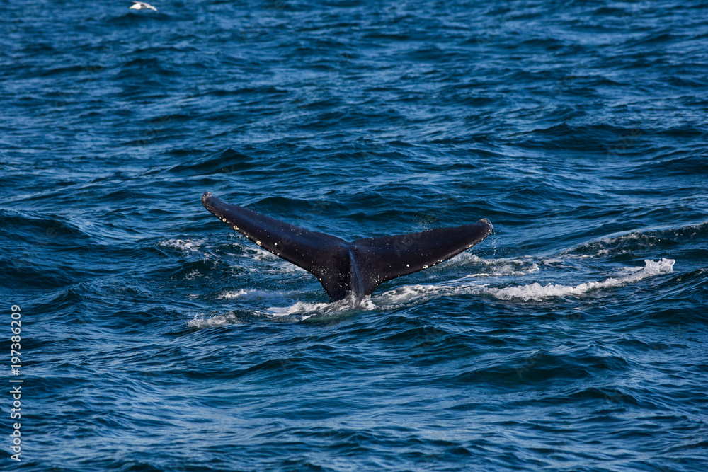 Fototapeta premium Icelandic whale
