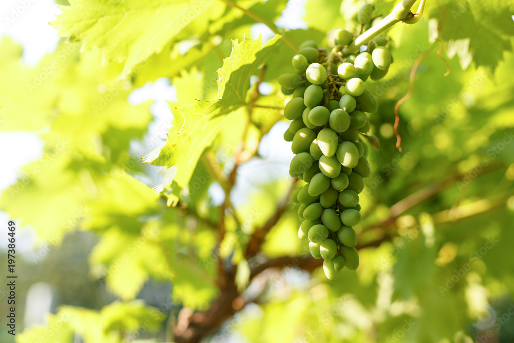 Bunch of grapes on a branch Bunch of grapes on a branch