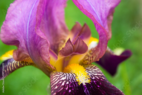 cultivar iris Beautiful