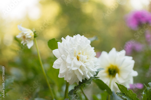 Fototapeta Naklejka Na Ścianę i Meble -  White dahlias in the garden
