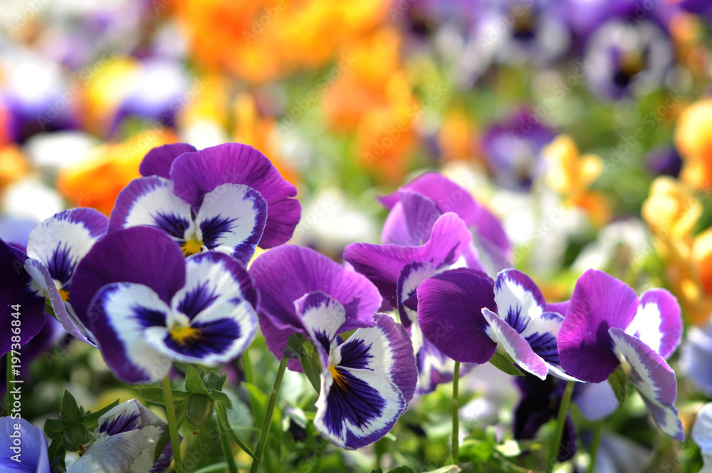 Fotobehang Viooltje Violet Pansies mooie bloem in het bloembed. Op een zonnige dag na de regen. #197386844