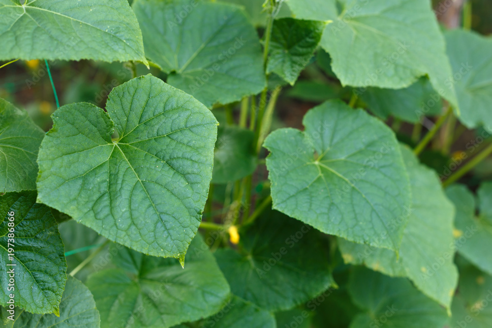 Cucumber bush in the garden bed Cucumber bush in the garden bed