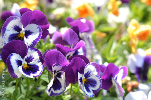 Fotografie Violet Pansies beautiful flower in the flowerbed