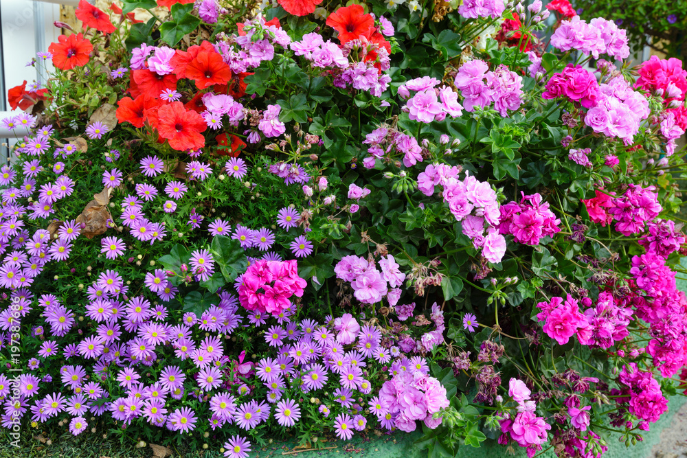 Autumn magenta asters and pelargonium flowerbed