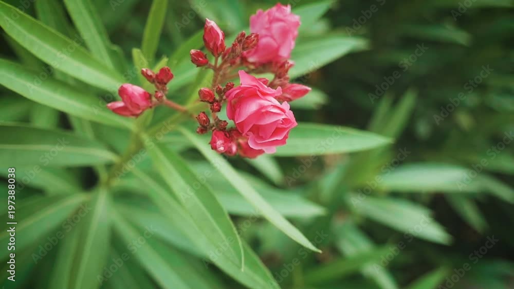 Close-up of beautiful pink flower and green bush leaves Close-up of beautiful pink flower and green bush leaves