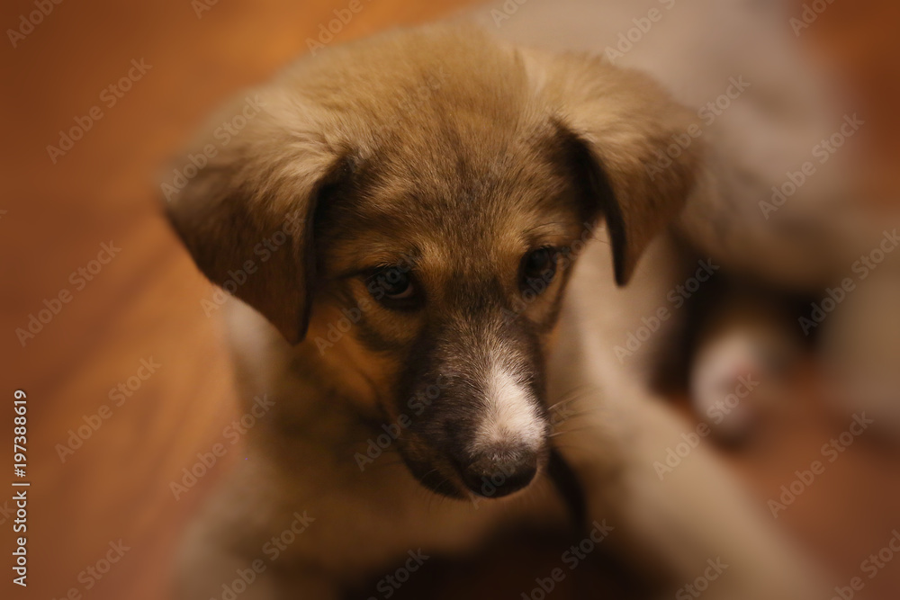Cute Brown Puppy Cute Brown Puppy