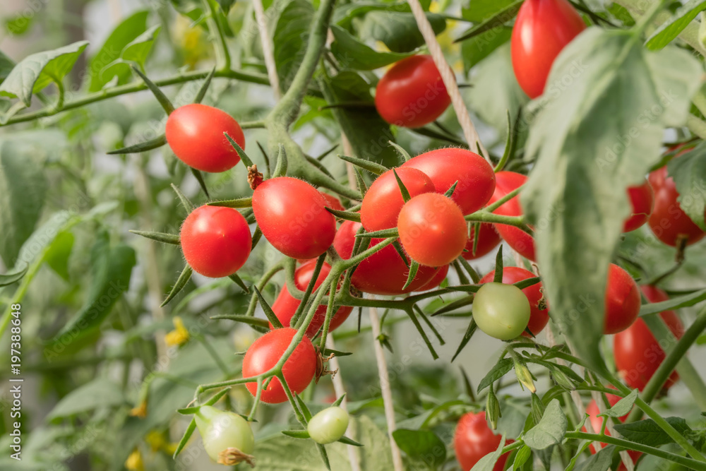 Fresh ripe tomatoes Fresh ripe tomatoes
