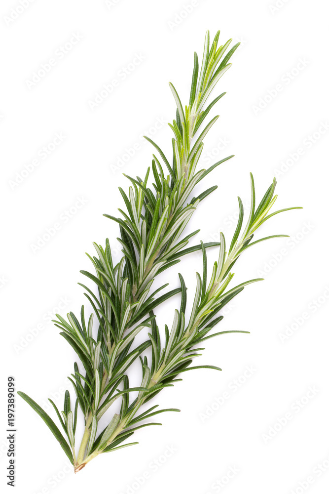 Naklejka premium Rosemary spice on the white background.