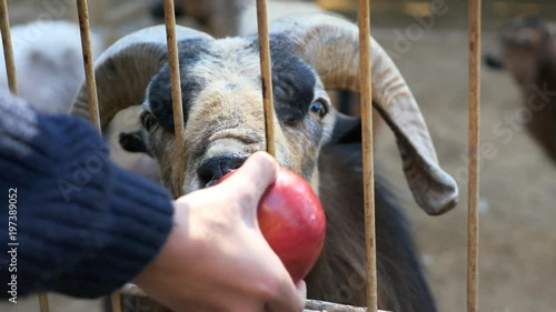 Feeding goats in the zoo photo