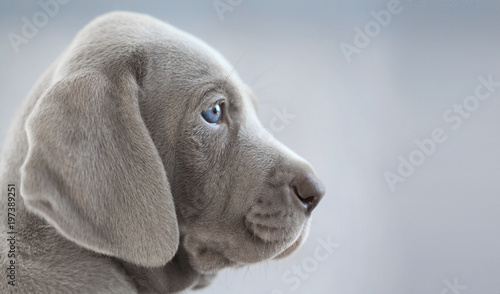 profile of a puppy weimaraner, on a grey background