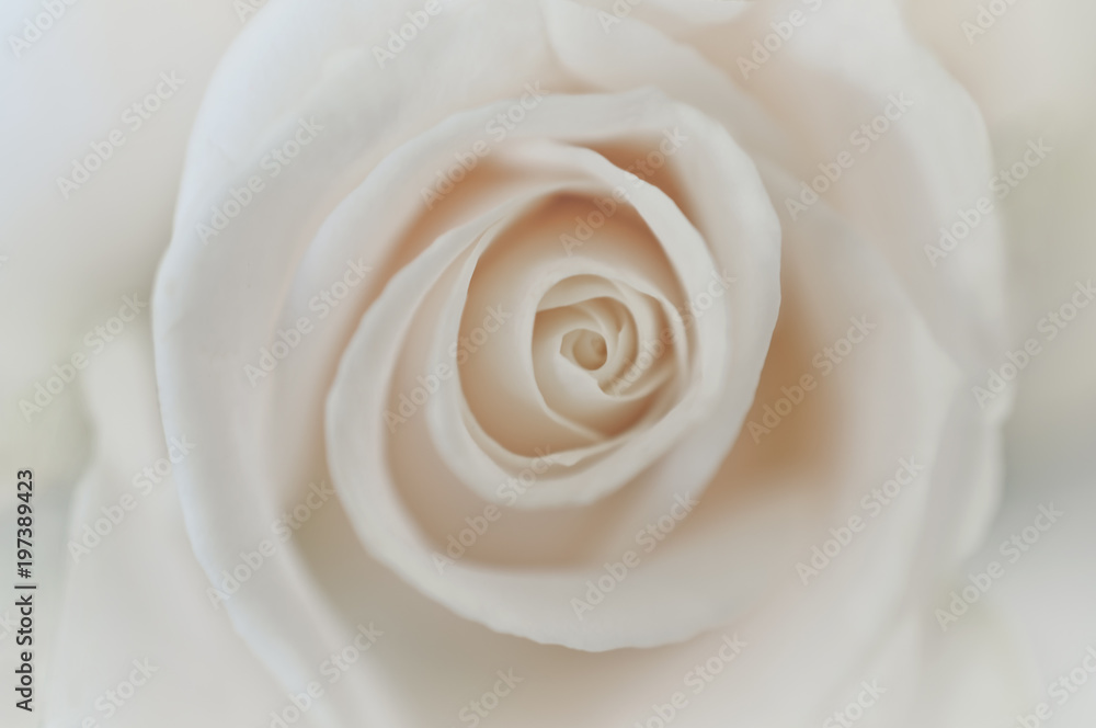 White rose closeup in soft macro background White rose closeup in soft macro background