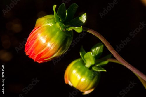 Flores doble fondo negro noche