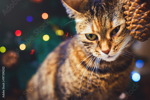 funny cat at home home played with cone Beautiful Christmas background with new year daccor, Christmas tree with decorations. Christmas card with a Christmas © lanarusfoto