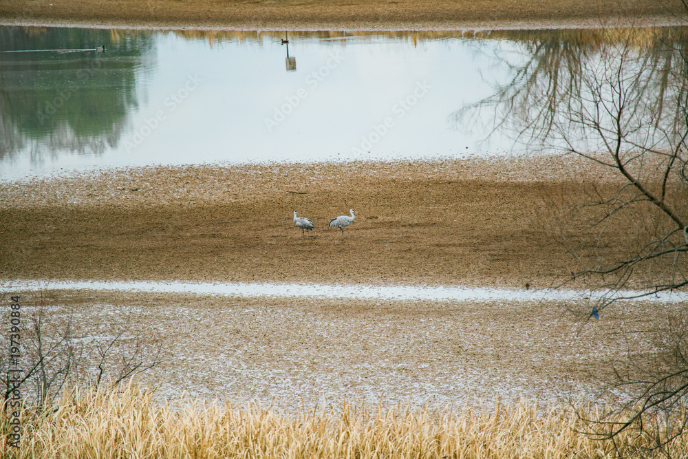 Fototapeta premium sandhill cranes