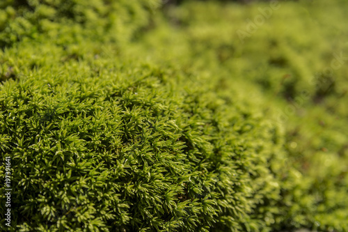 green moss background texture beautiful in nature © Sannikov Dmitriy