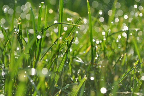 Green grass with dew drops background