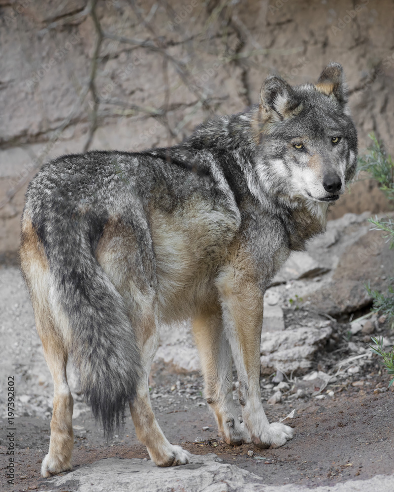 Mexican Grey Wolf