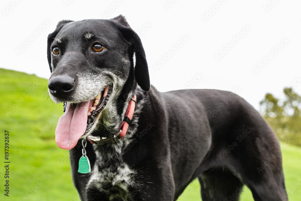 happy black dog