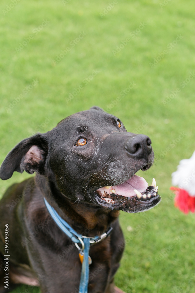 happy black dog