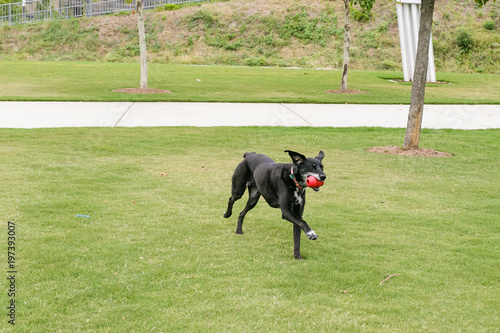 black dog playing in yard