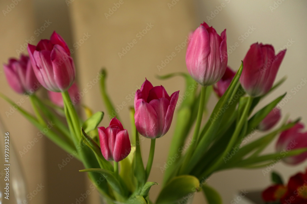 Tulips / Composition with tulips Tulips / Composition with tulips