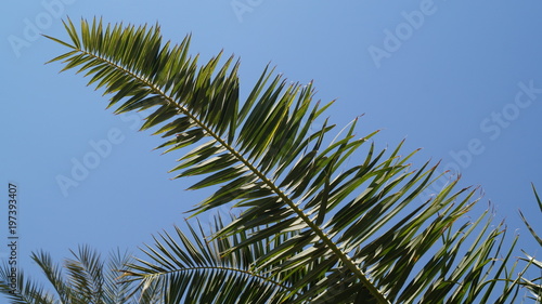 Palm