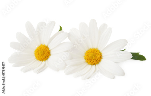 Lovely Daisies (Marguerite) isolated, including clipping path without shade.